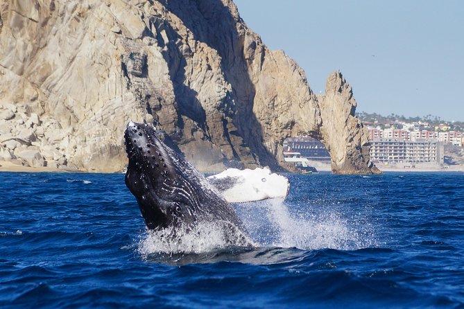 Humpback Whales in Cabo San Lucas - How much whale time should you expect?