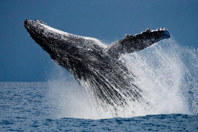 Humpback Whales in Cabo San Lucas - The boat ride, comfort, and seasickness