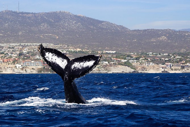 Humpback Whales in Cabo San Lucas - Who will get the most from this trip?