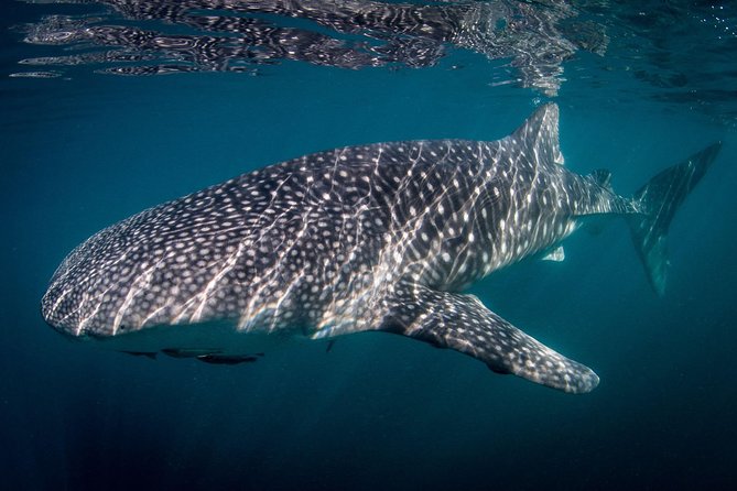Intimate Eco-Friendly Whale Shark Encounter - Premium Service - Why a seven-person boat matters in La Paz