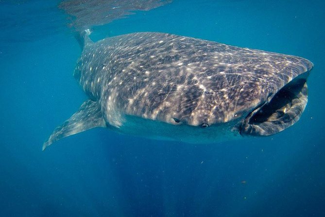 Intimate Eco-Friendly Whale Shark Encounter - Premium Service - What the swim actually feels like