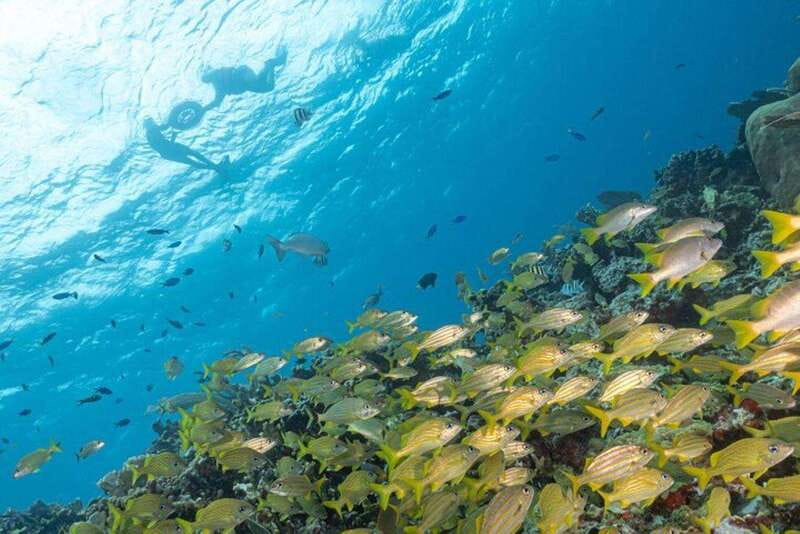 Isla Mujeres: Snorkel Tour at Musa and Manchones Reef - MUSA turns the seafloor into a gallery