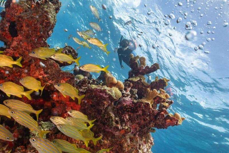 Isla Mujeres: Snorkel Tour at Musa and Manchones Reef - What the four-hour outing feels like