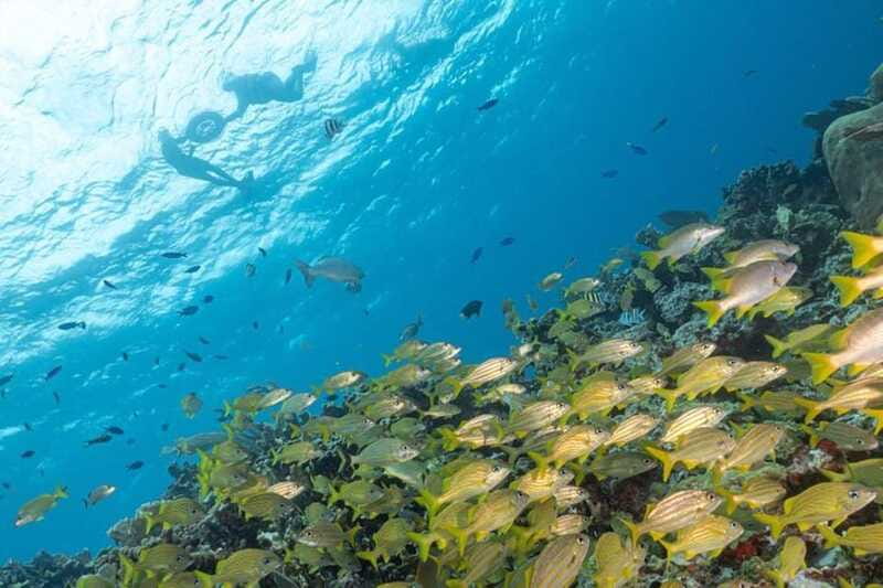 Isla Mujeres: Snorkel Tour at Musa and Manchones Reef - A good fit for first-time snorkelers