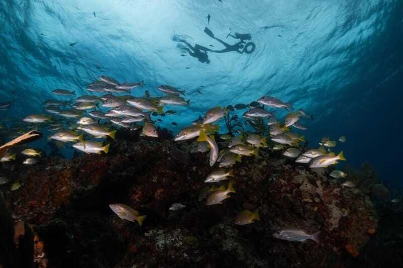 Isla Mujeres: Snorkel Tour at Musa and Manchones Reef - What to bring and what to expect on the day