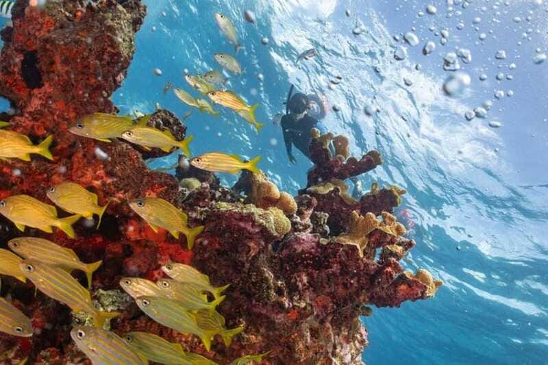 Isla Mujeres: Snorkel Tour at Musa and Manchones Reef - Should you book this Isla Mujeres snorkel tour?