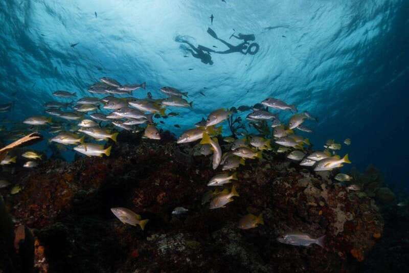 Isla Mujeres: Snorkel Tour at Musa and Manchones Reef - Manchones Reef brings the wildlife