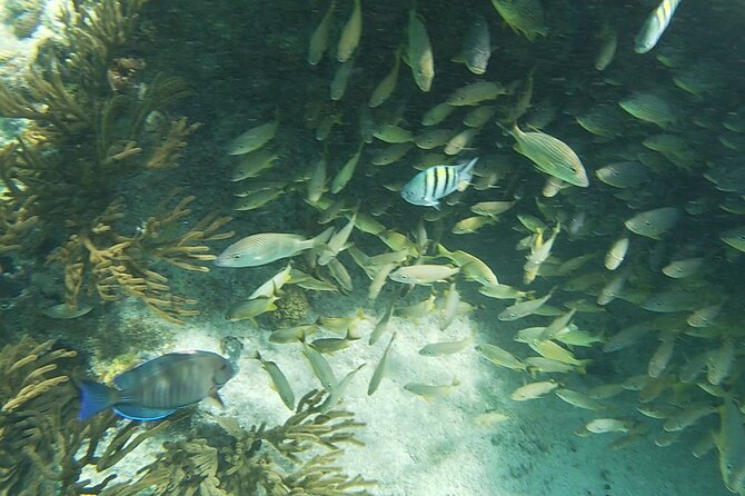 Isla Mujeres: Snorkeling Adventure at the Underwater Museum - MUSA: art that has become part of the reef