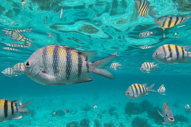 Isla Mujeres: Snorkeling Adventure at the Underwater Museum - El Farito Reef: your first look below the surface