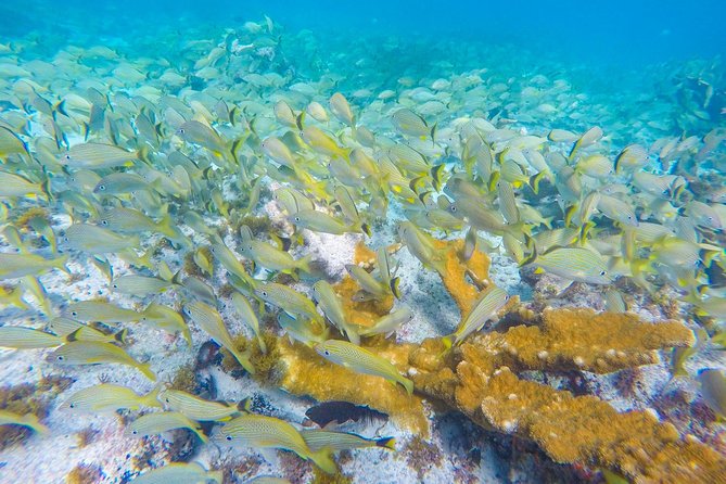 Isla Mujeres Snorkeling Tour Adventure - What you actually eat and drink