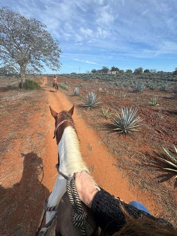 Jungle and beach horseback ride + lunch + mezcal - Seeing How Mezcal Is Made