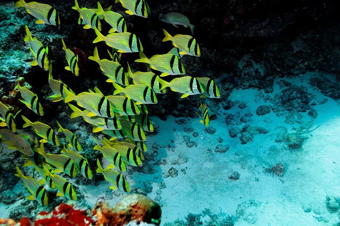 Jungle Jeep Adventure to Mayan Caves, Cenote and Snorkel - Quick points before you book