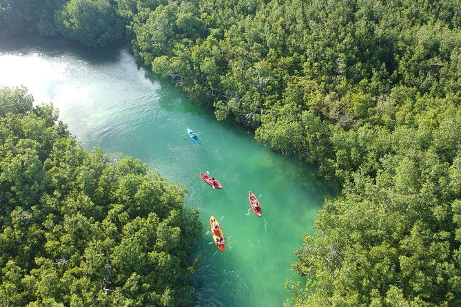 Kayak adventure through Laguna Nichupté in Cancun - Through mangroves, bird habitat, and narrow tunnels