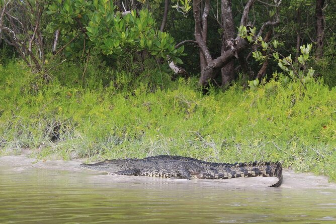 Kayak Experience in the Mangroves of Holbox Island - Wildlife you may see along the way