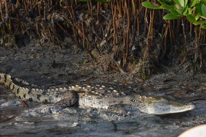 Kayak Experience in the Mangroves of Holbox Island - Guides, interpretation, and the small-group feel