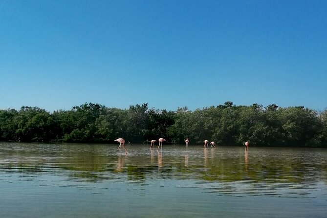 Kayak Experience in the Mangroves of Holbox Island - Kayak comfort and what to bring