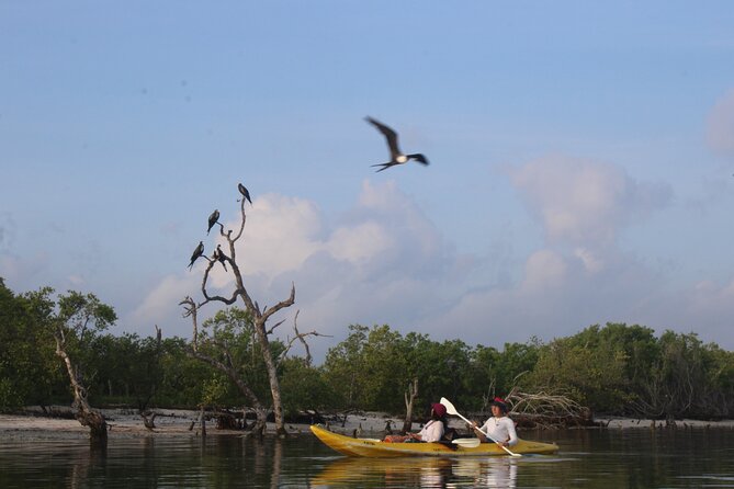 Kayak Mangroves Sunrise Experience - What is included and what is not
