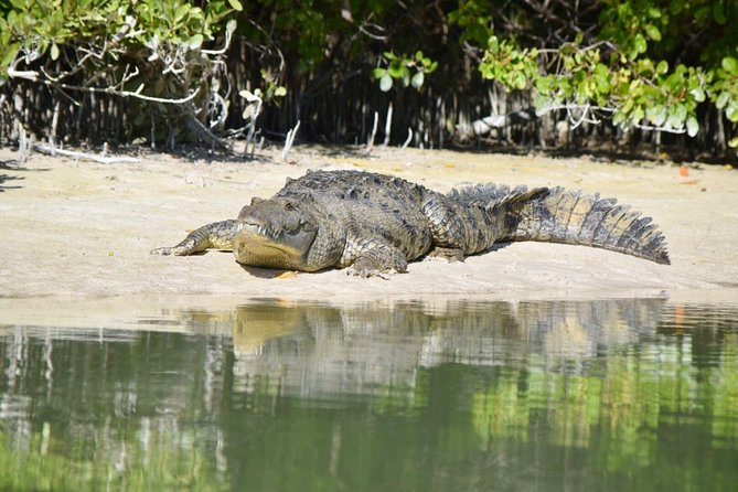 Kayaking Tour Through the Mangroves in Isla Holbox - Morning timing, mosquitoes, and what to pack