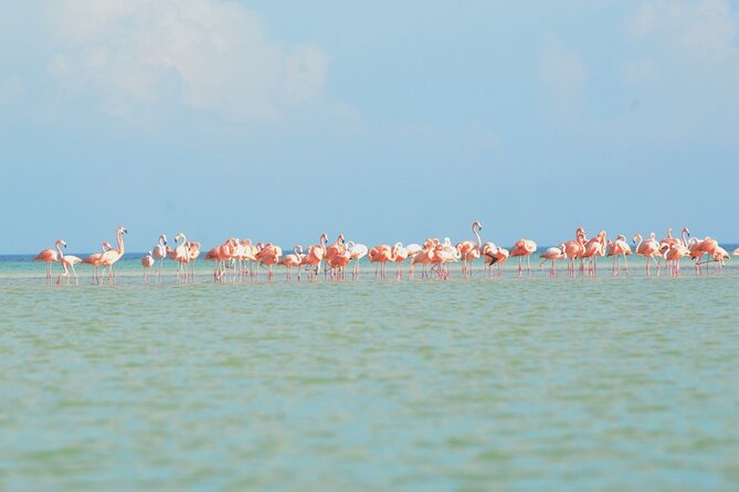 Kayaking Tour Through the Mangroves in Isla Holbox - Price, group size, and overall value