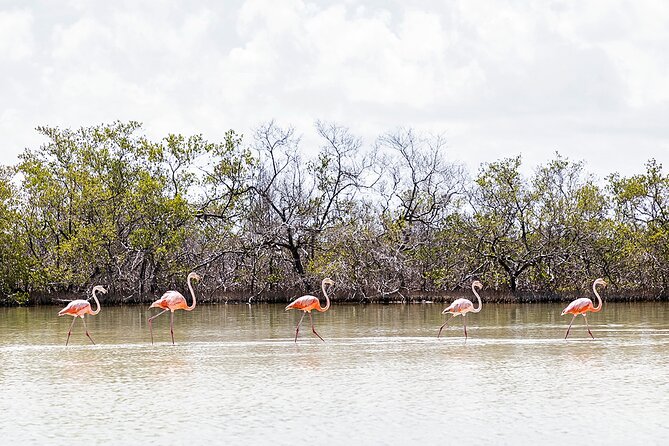 Kayaking Tour Through the Mangroves in Isla Holbox - Booking details and cancellation