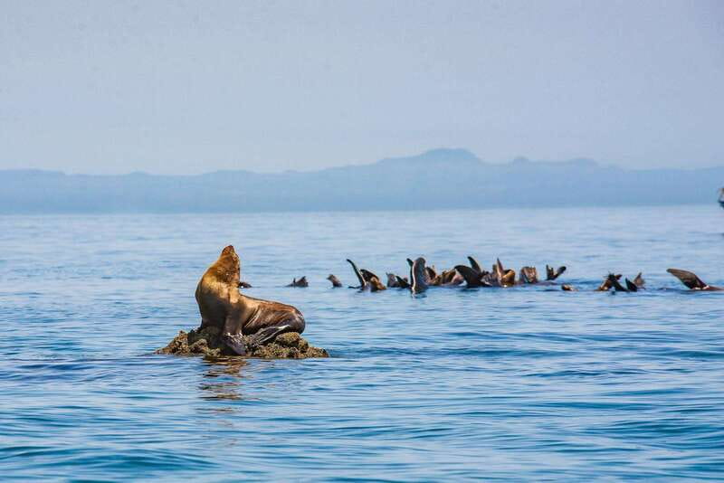 La Paz: Espiritu Santo Island Tour - Key points to know before you book