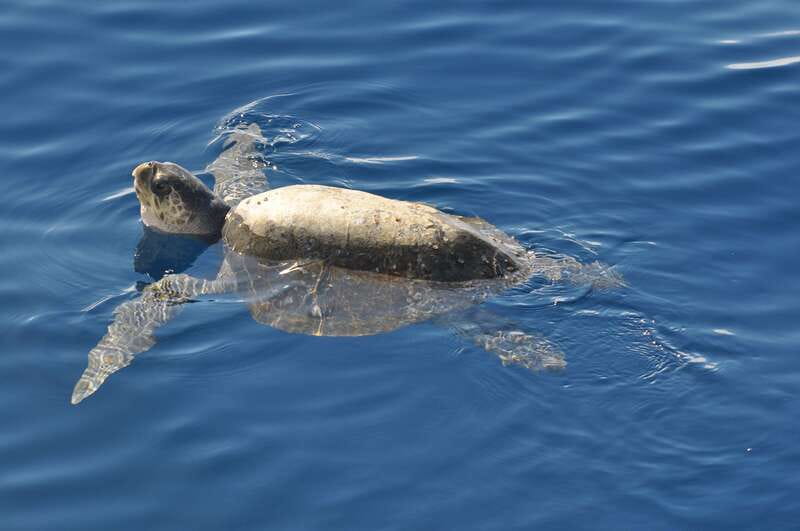 La Paz: Espiritu Santo Island Tour - El Corralito brings the best snorkeling