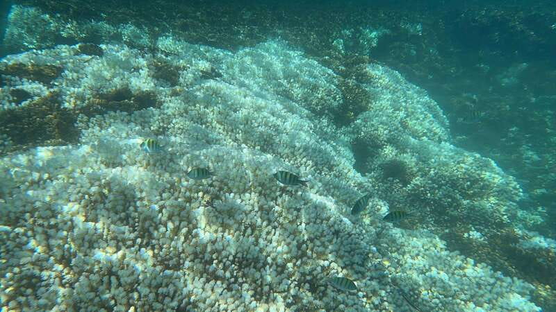 La Paz: Espiritu Santo Island Tour - Wildlife watching between the stops