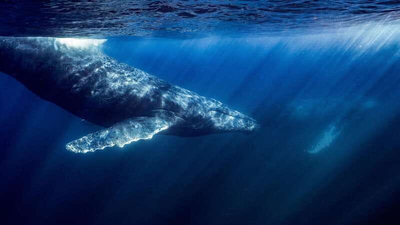 La Paz or La Ventana: Ocean Safari - Choosing between La Paz and La Ventana