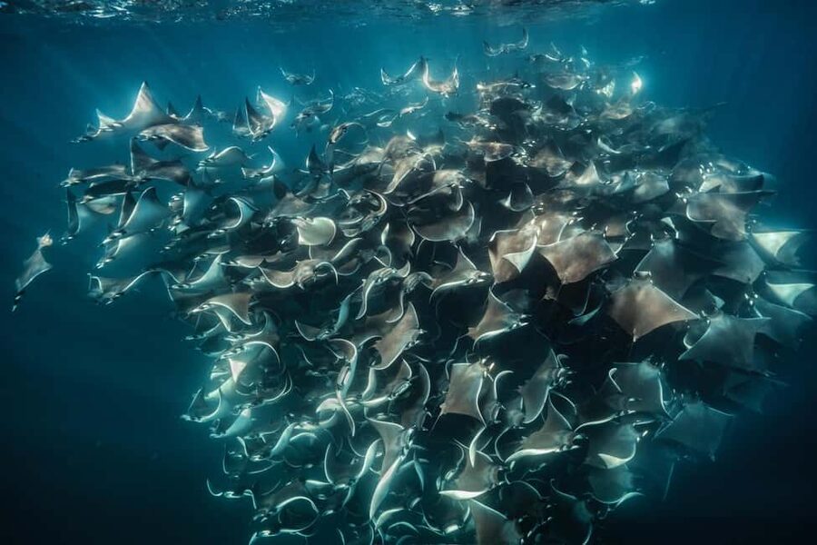 La Paz or La Ventana: Ocean Safari - Looking for mobulas, dolphins, and whales