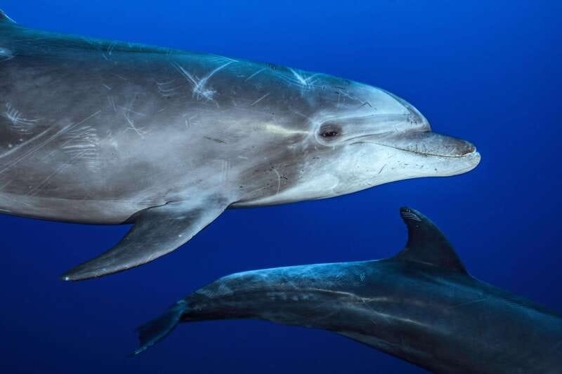 La Paz or La Ventana: Ocean Safari - A respectful approach to wild animals