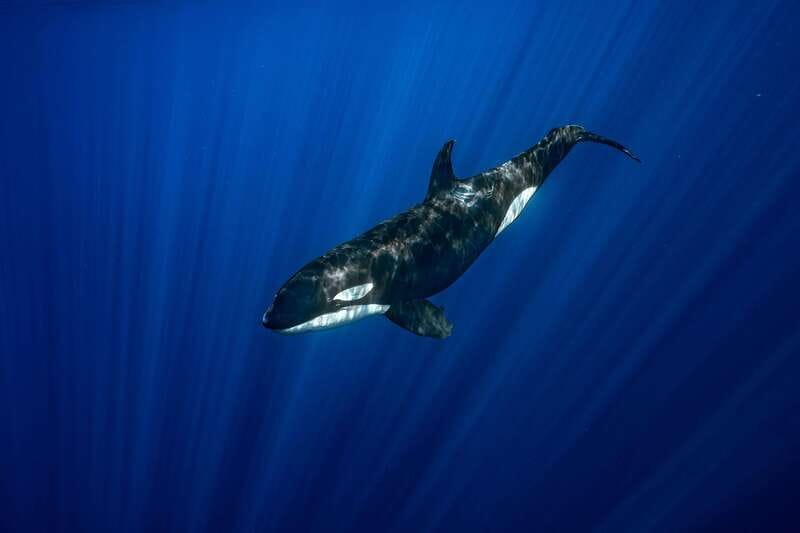 La Paz or La Ventana: Ocean Safari - Lunch on the boat or at the beach