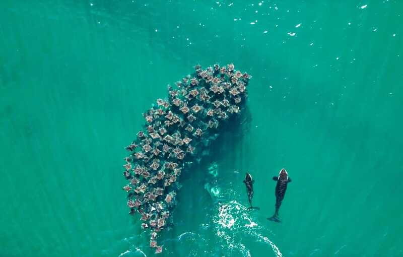 La Paz or La Ventana: Ocean Safari - What the $175 price buys you