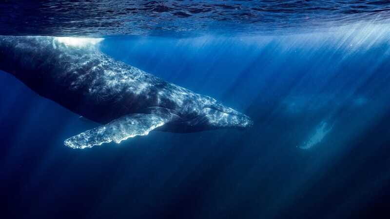 La Paz or La Ventana: Ocean Safari - What to bring for a better morning