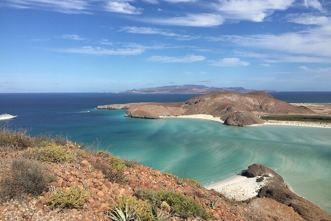 La Paz Whale Shark & Sea Lion Snorkeling + Balandra Tour - Why the small group changes the whale shark stop