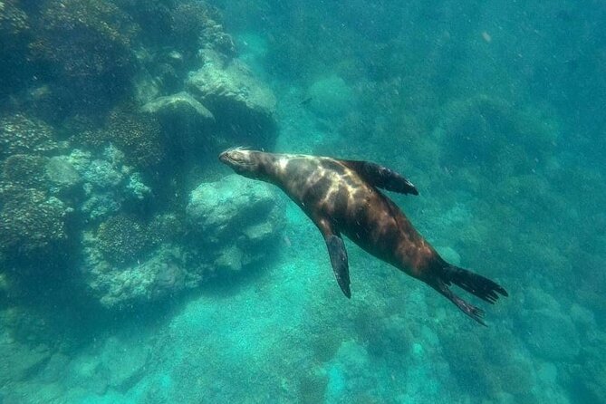 La Paz Whale Shark & Sea Lion Snorkeling + Balandra Tour - Balandra Bay, lunch, and a slower hour