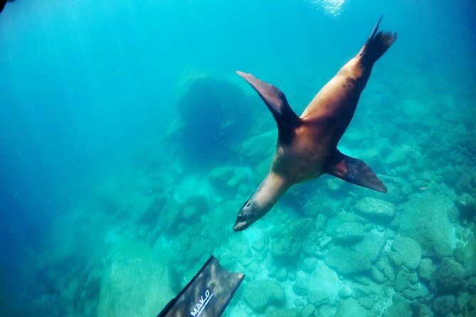 La Paz Whale Shark & Sea Lion Snorkeling + Balandra Tour - Who will enjoy this La Paz tour most
