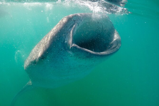 La Paz Whale Shark & Sea Lion Snorkeling + Balandra Tour - San Rafaelito and the sea lion colony