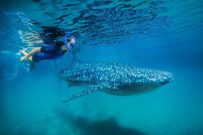 La Paz Whale Shark Snorkeling Tour and Lunch From Los Cabos - The long road from Los Cabos to La Paz