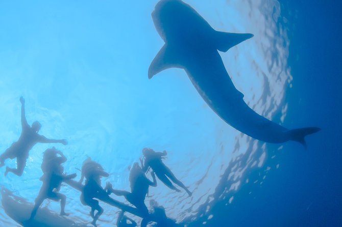 La Paz Whale Shark Snorkeling Tour and Lunch From Los Cabos - Swimming with the whale sharks