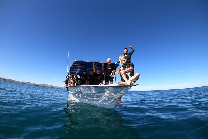 La Paz Whale Shark Snorkeling Tour and Lunch From Los Cabos - What happens when the sea is rough
