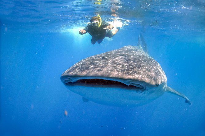 La Paz Whale Shark Snorkeling Tour and Lunch From Los Cabos - Is $259 a fair price?