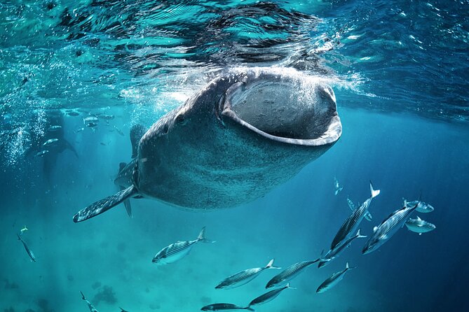La Paz Whale Shark Snorkeling Tour and Lunch From Los Cabos - Who will enjoy this most