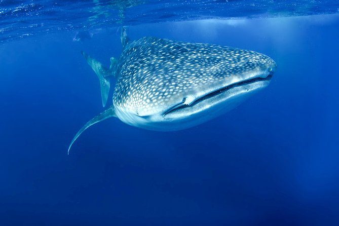 La Paz Whale Shark Snorkeling Tour and Lunch From Los Cabos - Should you book the La Paz whale shark tour?