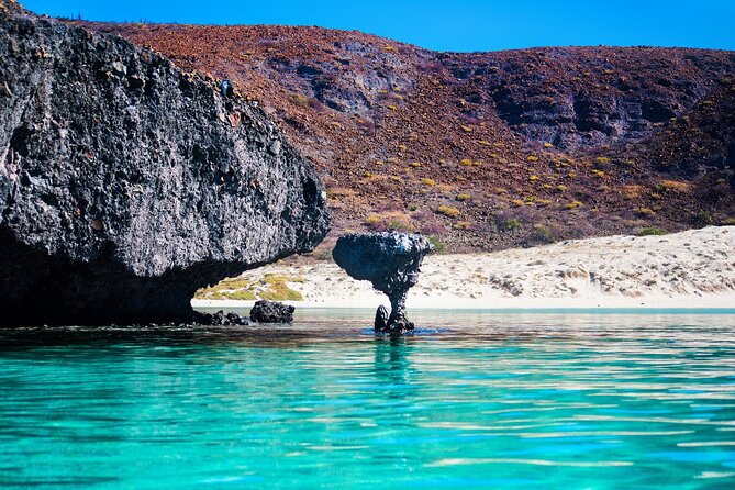 La Paz World Class Snorkeling in Balandras Hidden Beaches - Snorkeling, sea life, and the jellyfish issue