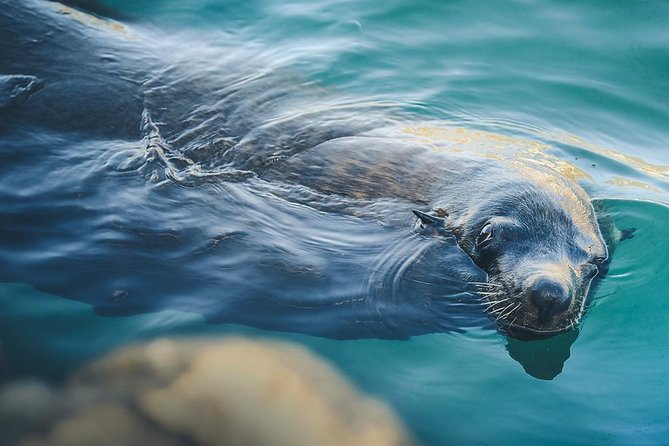 Land’s End Experience – Arch, Beaches & Marine Life - Sea lions, pelicans, and the limited glass-bottom view