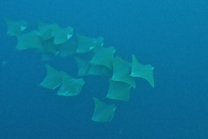 Los Cabos Beginner Scuba Dive Experience - Meeting fish and reefs underwater