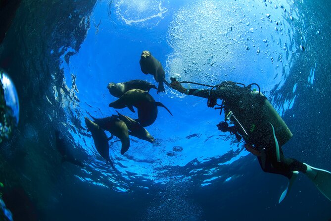 Los Cabos Beginner Scuba Dive Experience - What is included, and what is not