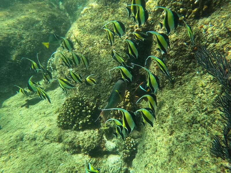 Los Cabos: Kayak to The Arch & Snorkel + Transport & Photos - Snorkeling at Pelican Rock