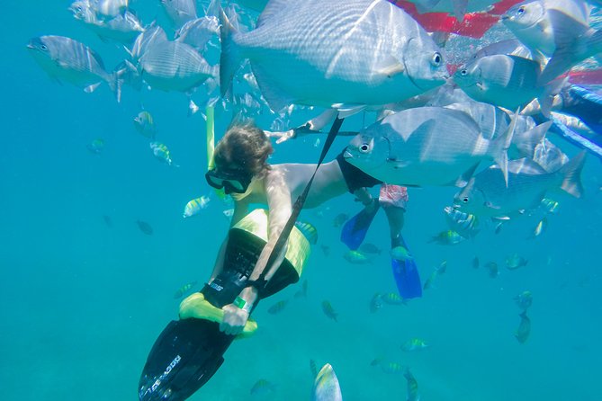 Los Cabos Power snorkel Adventure, Kayaking and Stand-Up Paddle - Marine Life You Might See
