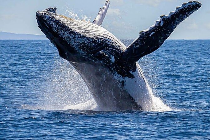 Los Cabos Private Yacht Whale Watching & Drinks - Up to 18 Guests - Sailing past the Arch, Lovers Beach, and sea caves
